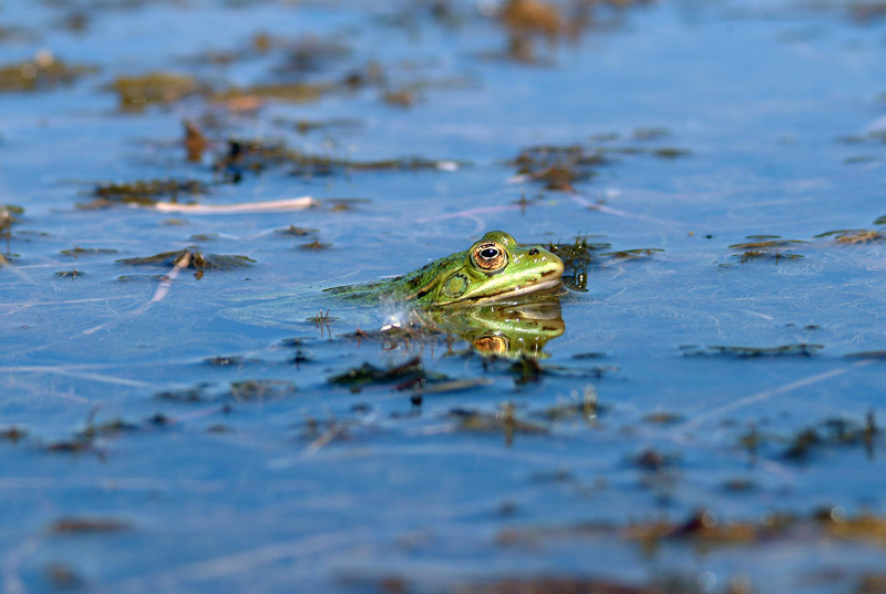 Rana da determinare - Livorno - Pelophylax sp.